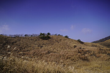 민둥산 억새 축제