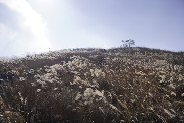 민둥산 억새 축제