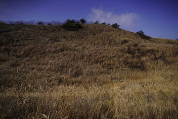 민둥산 억새 축제