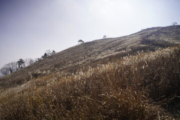 민둥산 억새 축제