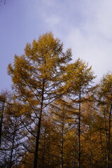 민둥산 억새 축제