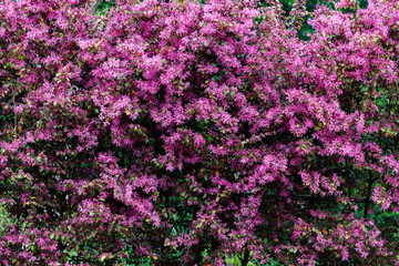 Fototapeta premium Chinese fringe bush flowers blooming in the garden hedge.