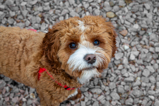Cute Cavapoo Dog Looking Up While Standing on Gravel Outdoors