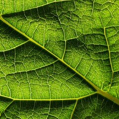 Obraz premium Close-up shot of a vibrant green leaf, showcasing intricate veins and textured surface under natural light. Details are sharp