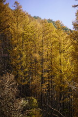 민둥산 전나무 단풍