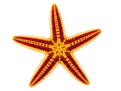 Colorful Starfish Marine Life Underwater Exotic Sea Creature Wildlife