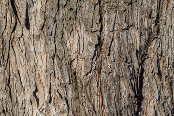 Close-Up Texture of Rough Tree Bark with Vertical Strips