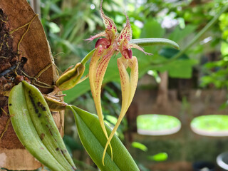 Close-up of Bulbophyllum biflorum orchid with yellow twisted petals and red spots on wooden mount