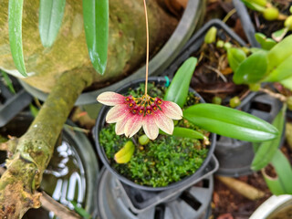 Close-up of Bulbophyllum fascinator orchid with cream petals and red center on stem in pot