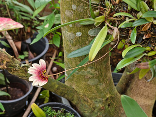 Close-up of Bulbophyllum falcatum orchid with white-pink petals and red spots on mounted branch