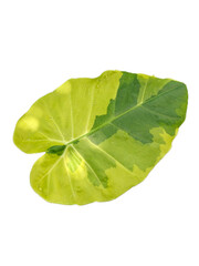 Highly variegated Alocasia leaf with yellow and green color blocks isolated for design.