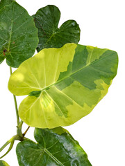 Variegated Alocasia plant showing stem structure and green leaves isolated on white.