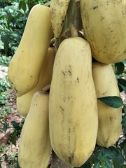 fresh organic zucchini
