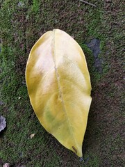 leaf on the ground