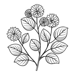 fothergilla dwarf line art flower on white background