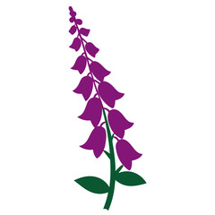 foxglove digitalis purpurea silhouette on white background © Mariam