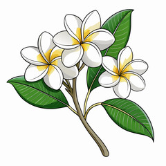 frangipani white plumeria line art on white background