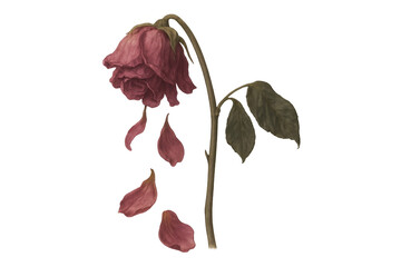 Withered red rose losing petals, symbolizing loss, sadness, and the fragile nature of life and love on transparent background