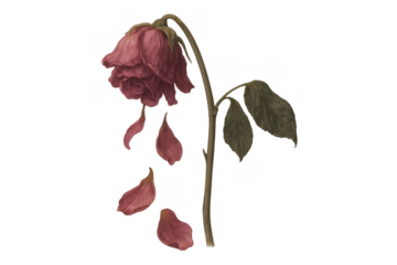 Withered red rose losing petals, symbolizing loss, sadness, and the fragile nature of life and love on transparent background