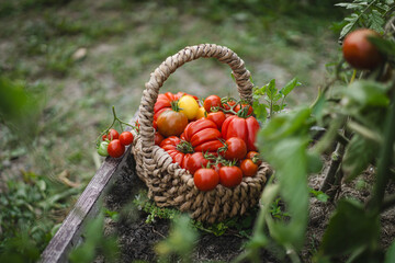 Vibrant red tomatoes fill a handwoven basket, resting on a garden bed. The scene captures the joy of harvesting vegetables in a lush green garden in the late summer.