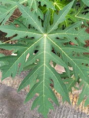 close up of green leaves