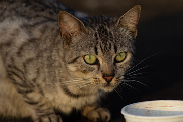 Domestic cat with green eyes eating from a bowl. Selective focus.