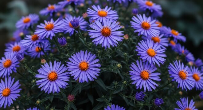A cluster of vibrant purple asters with bright orange centers, showcasing their delicate petals in full bloom - Powered by Adobe
