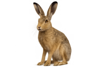 Brown hare, a wild mammal, sitting with alert ears in a profile view. Transparent background for easy integration