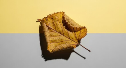 A single dried yellow leaf casting a shadow on a two-tone background.