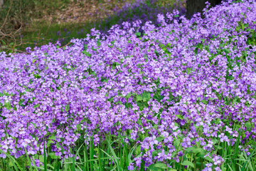 Many flowers of Dames rocket bloom and are beautiful.