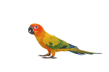 Colorful Sun Conure parrot isolated on transparent background png file