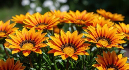 A closeup view of vibrant orange gazania flowers blooming in a garden, showcasing their intricate petals and dark centers