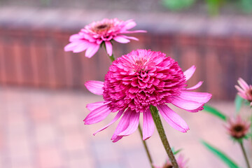 Beautiful pink echinacea flowers blooming in a garden in early summer.
