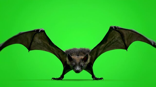 bat and cat