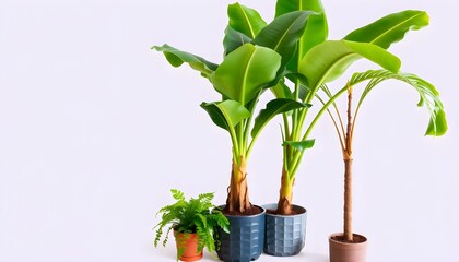 Several potted banana plants and a fern display vibrant green foliage against a white backdrop.