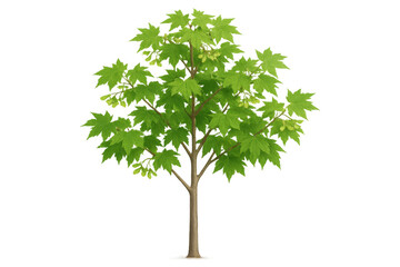 Fototapeta premium Green maple tree with fresh leaves and samaras, growing in spring, isolated on transparent background