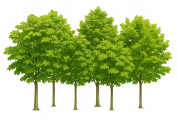 Row of green trees with fresh spring foliage cutout on transparent background for architectural rendering or landscaping elements