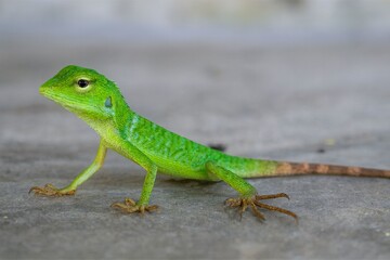 Close-up of Small Juvenile Vibrant Green Garden Lizard Chameleon