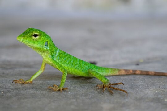 Close-up of Small Juvenile Vibrant Green Garden Lizard Chameleon