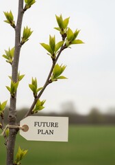 Future Plan - A Young Tree with a Vision for Growth.