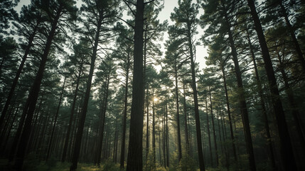 Fototapeta premium Sunlight Through Forest Trees