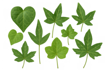 Green ivy leaf collection showing various shapes and forms on transparent background, climbing plant botany element