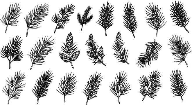 Hand-Drawn Pine Branch Vector Set: Botanical Illustration