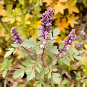 Salvia Dorrii Variety Dorrii, a native shrub displaying spatulately oblanceolate leaves during Autumn in the Little San Bernardino Mountains.
