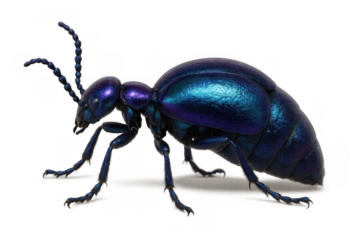 Blister beetle displaying vibrant metallic blue and purple exoskeleton, a detailed side profile of the insect