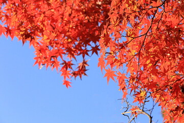 日本の秋の紅葉