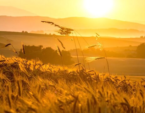 Golden hour sunrise over rolling hills and wheat fields - Powered by Adobe