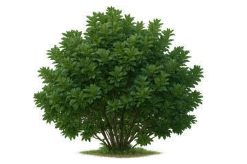Fototapeta premium Green deciduous bush, shrub with dense foliage and leaves, transparent background, isolated for architectural landscaping
