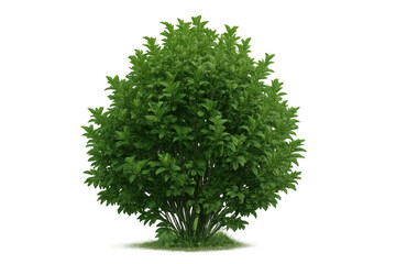 Fototapeta premium Green foliage bush, fresh leaves and branches creating round natural shape, growing on transparent background