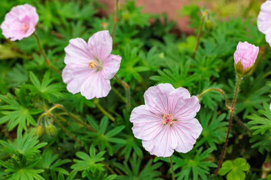 Close-up of beautifully blooming Geranium sanguineum striatum flowers in an early summer garden.